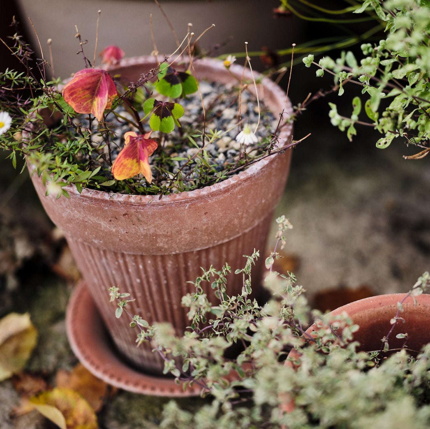 Simona Pot in Rosa Terracotta