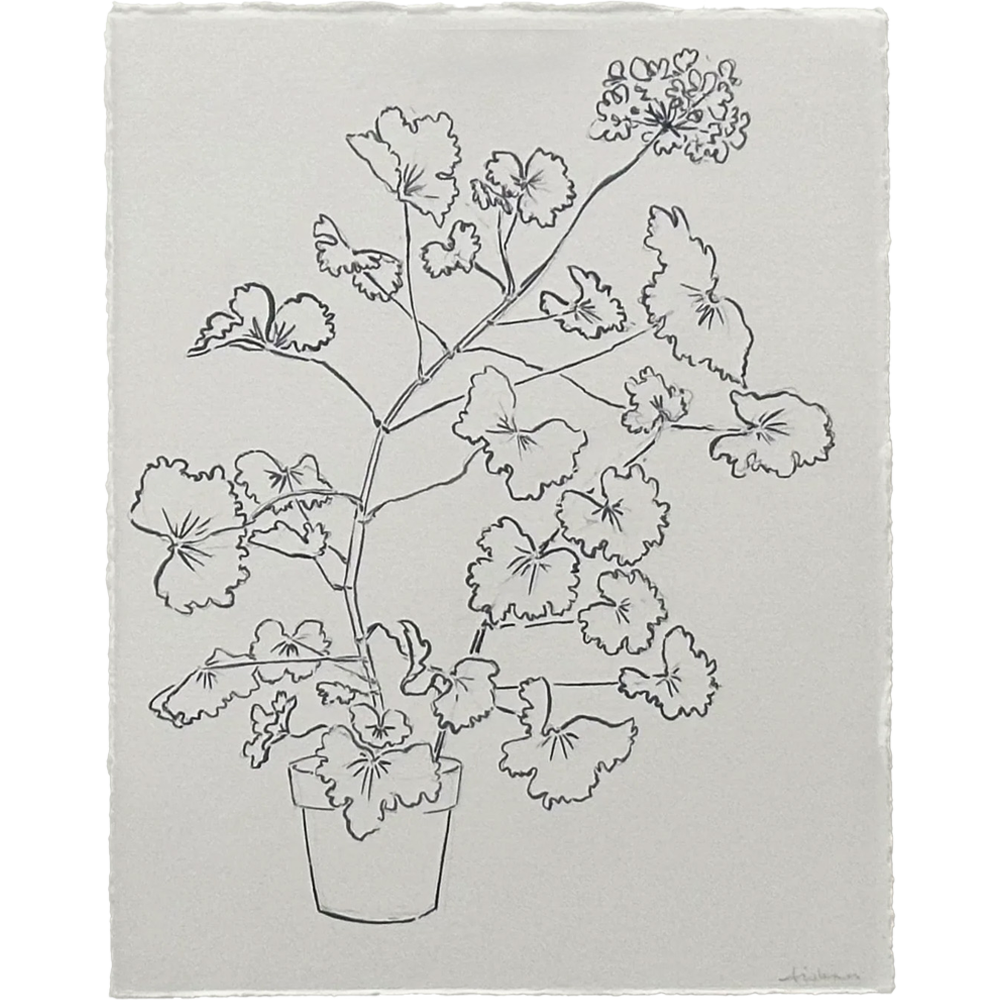 India Ink Geranium Still Life by Aislinn Forbes